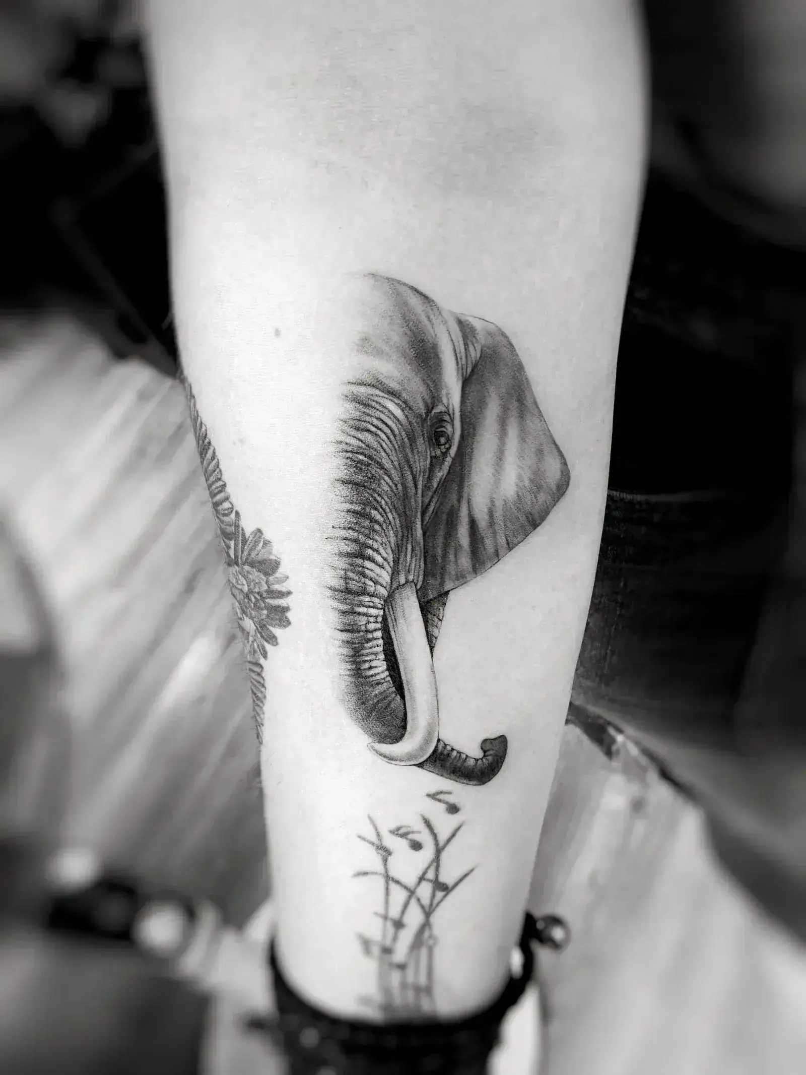 91) Elefante en desvanecido