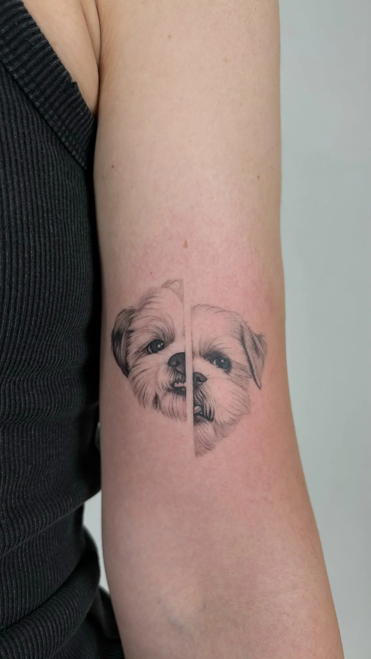 21) Retrato doble de dos perros Shih Tzu en el brazo