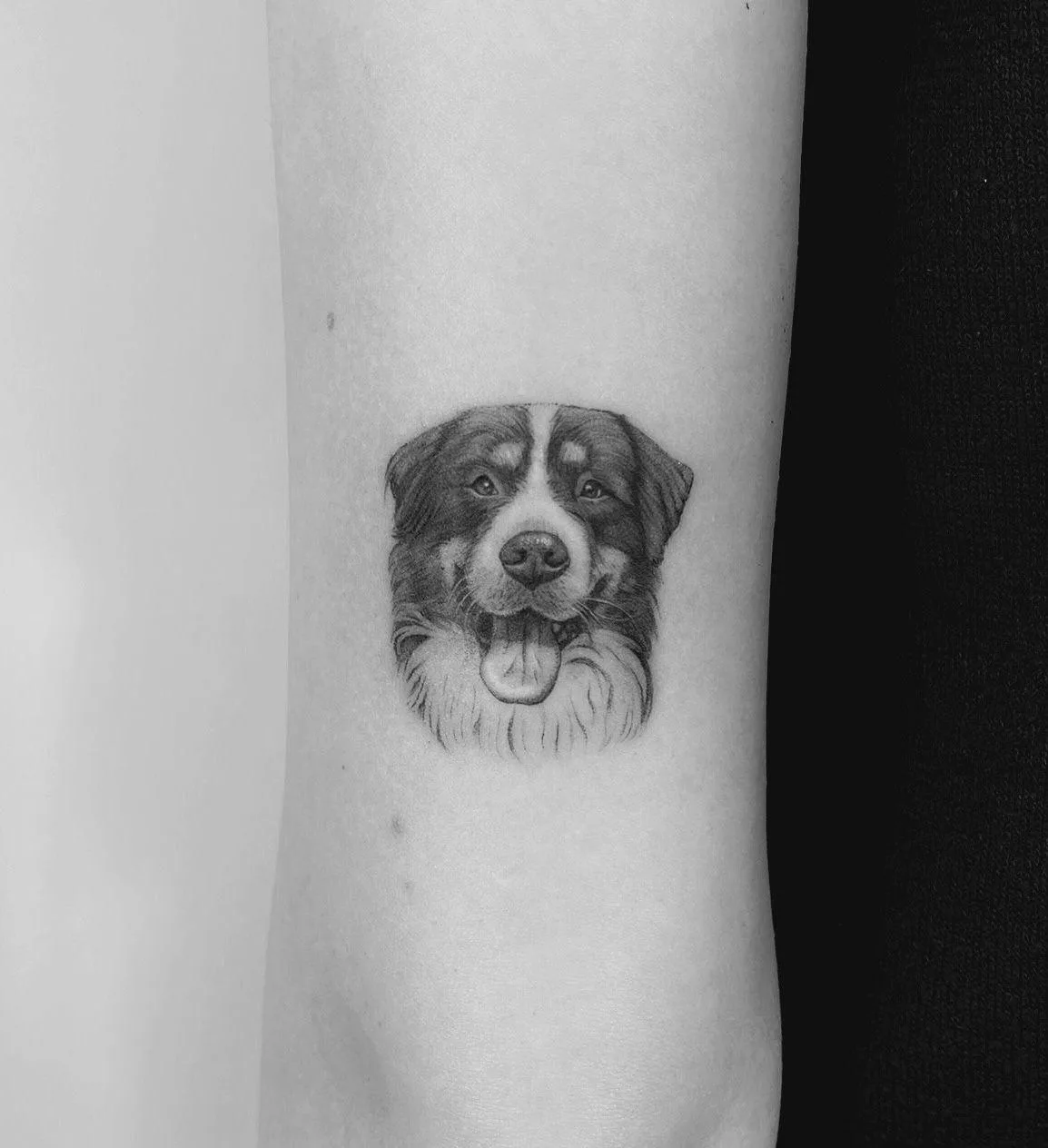 Mascotas fine line · Sinkply Madrid