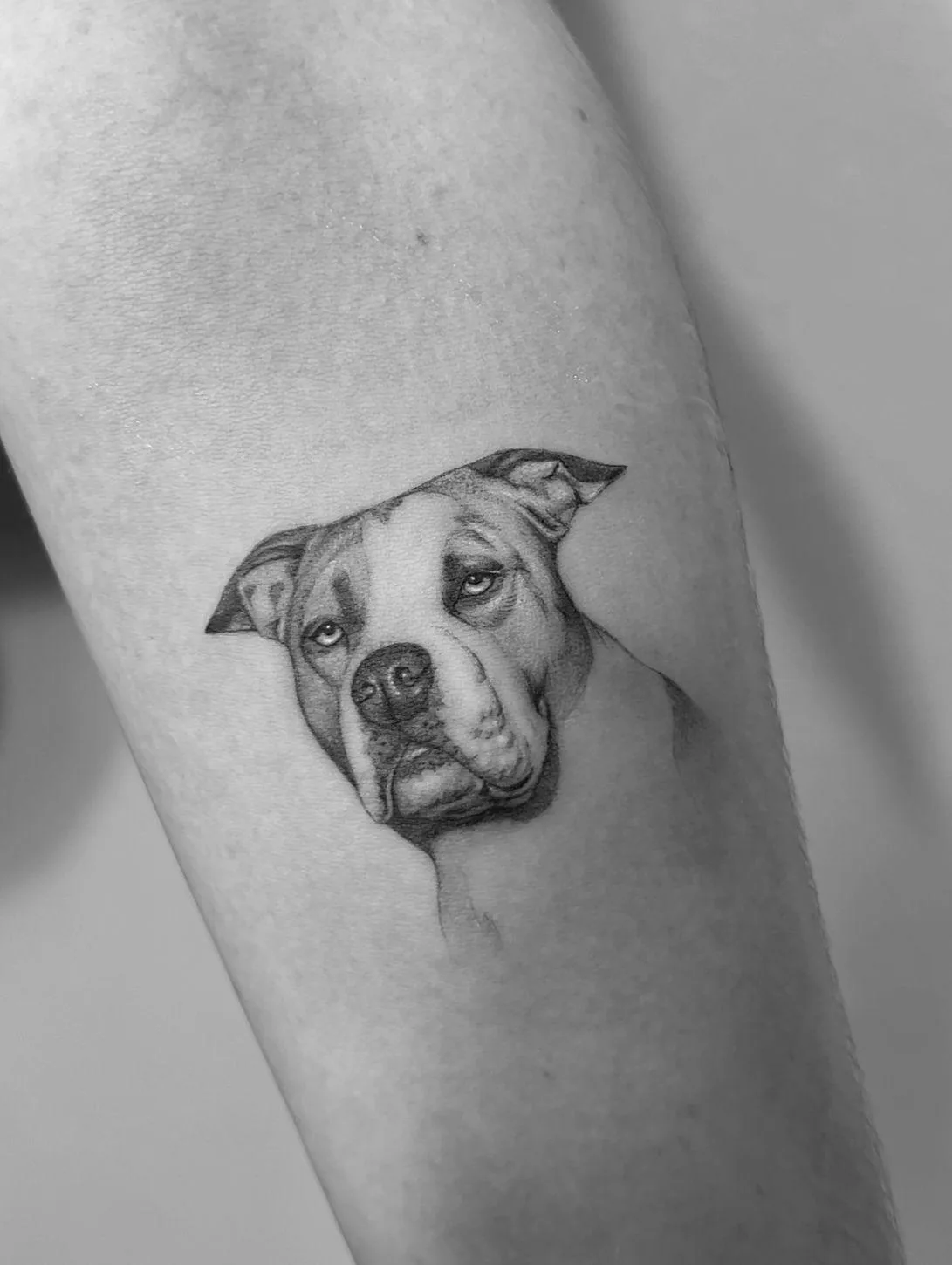 Fine line pet portrait tattoo Madrid — Sinkply